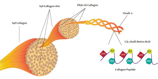 collagen-tam-quan-trong-1