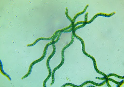 Vi tảo xoắn Spiralin