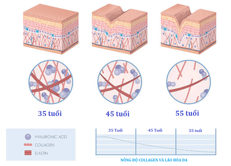 collagen-tam-quan-trong