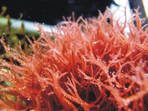 Vi tảo đỏ là món quà vô giá từ mẹ thiên nhiên
